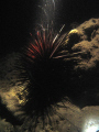   Sea Urchin spotlight night dive. dive  